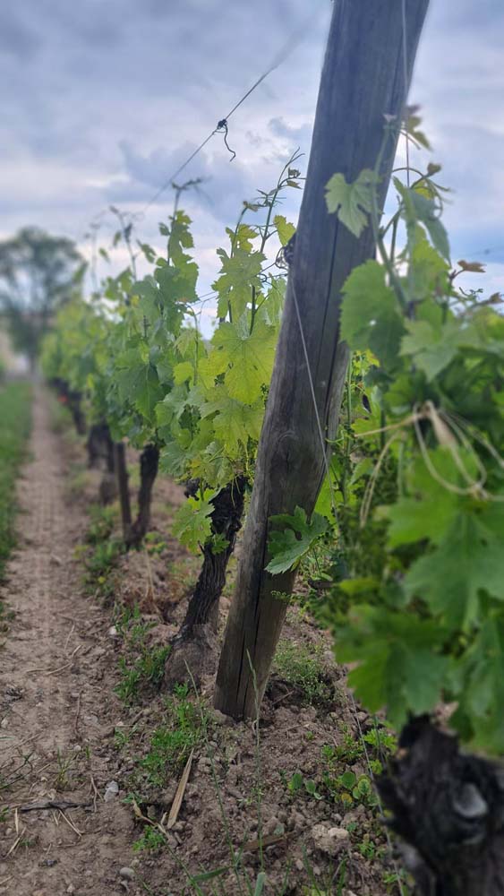 vignes de Vendée