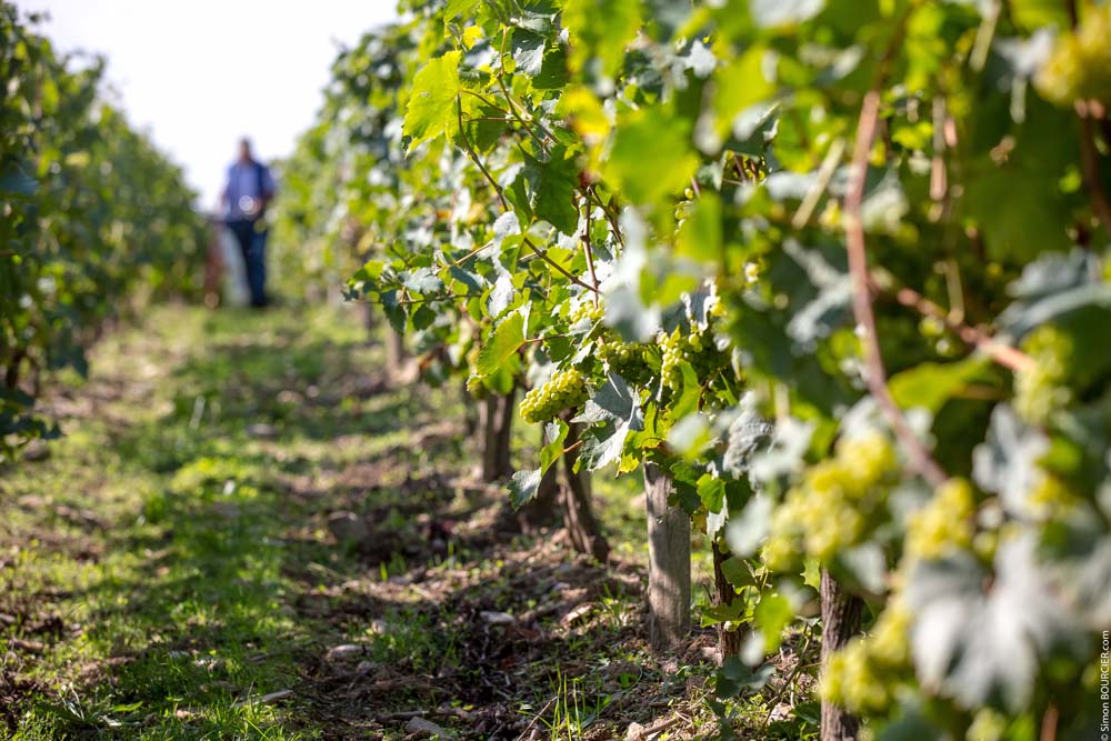 bezoek aan de wijngaarden van de Vendée