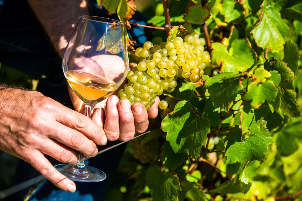 vineyard tour and tasting in Vendée
